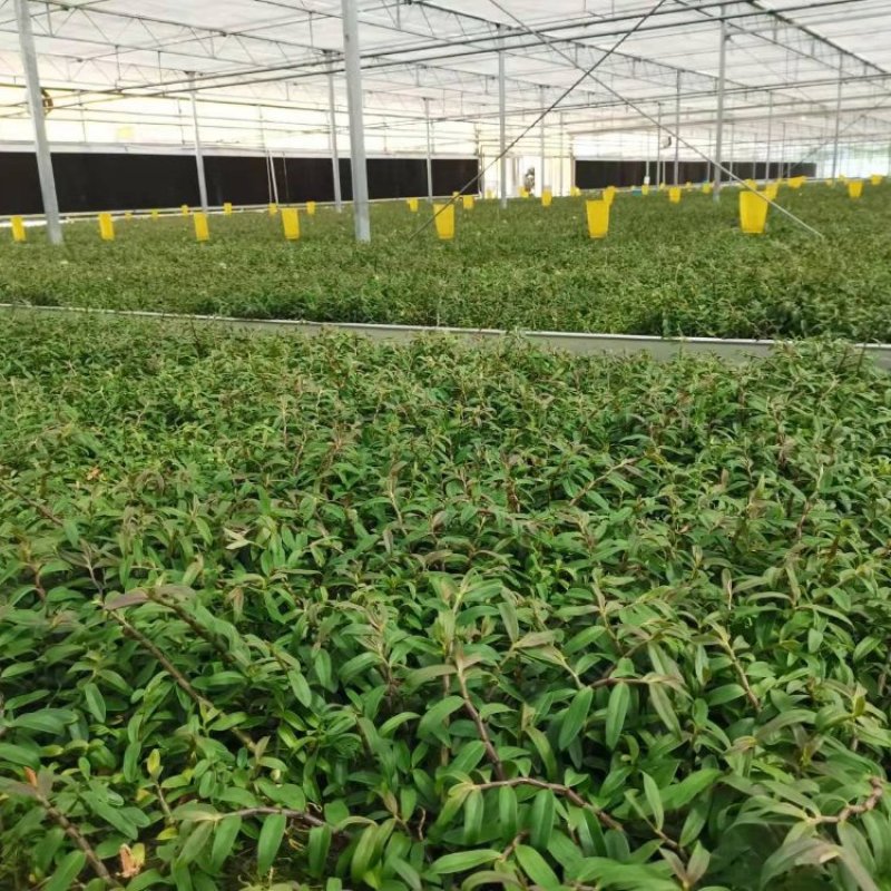 铁皮石斛驯化苗基地直发成活率高价格实惠欢迎来电