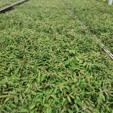 铁皮石斛驯化苗基地直发成活率高价格实惠欢迎来电