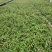 铁皮石斛驯化苗基地直发成活率高价格实惠欢迎来电