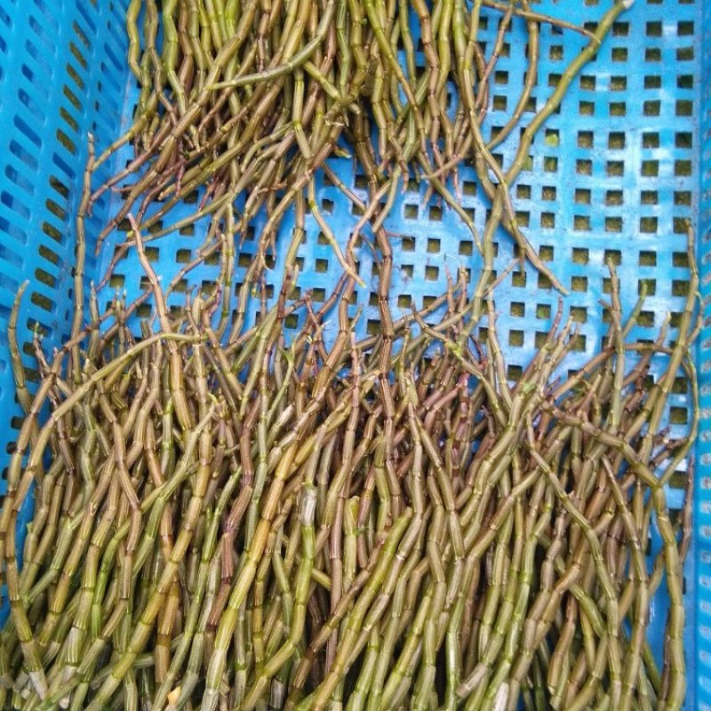 铁皮石斛鲜条大量供应量大从优诚信合作欢迎来电