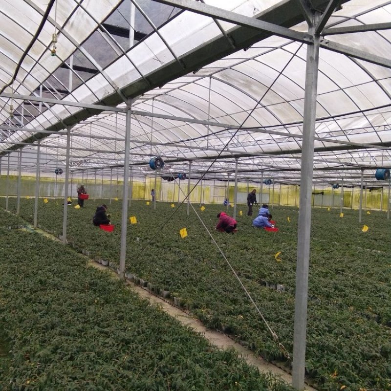 铁皮石斛鲜条大量供应量大从优诚信合作欢迎来电