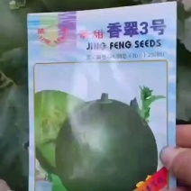 景甜香翠3号绿霸瓜种香脆甜回味悠长丰产