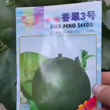 景甜香翠3号绿霸瓜种香脆甜回味悠长丰产