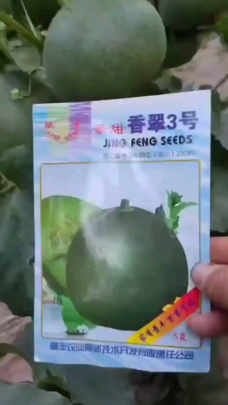 景甜香翠3号绿霸瓜种香脆甜回味悠长丰产