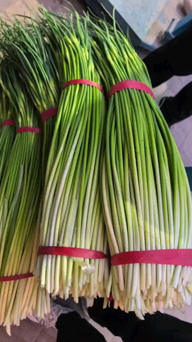 精品白帽鲜蒜苔大量现货，（无泡水)一手货源产地直发