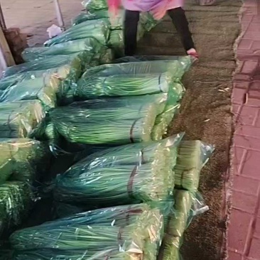 蒜苔产区，大量供应不泡水，长苔不低于70-80红白帽都有