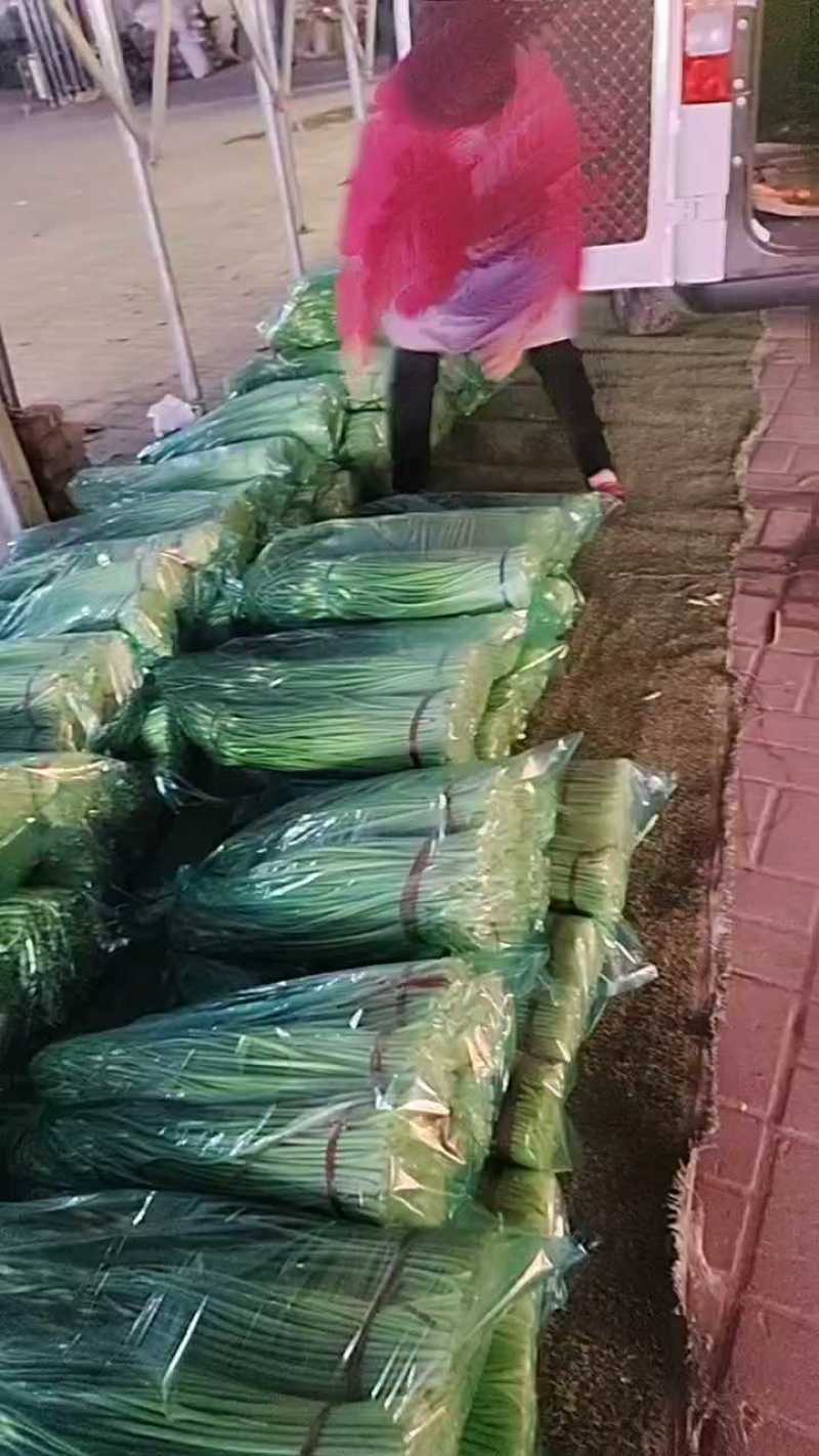 蒜苔产区，大量供应不泡水，长苔不低于70-80红白帽都有