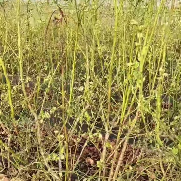 绿宝石花苞更多，F6蓝莓苗。
