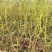 绿宝石花苞更多，F6蓝莓苗。