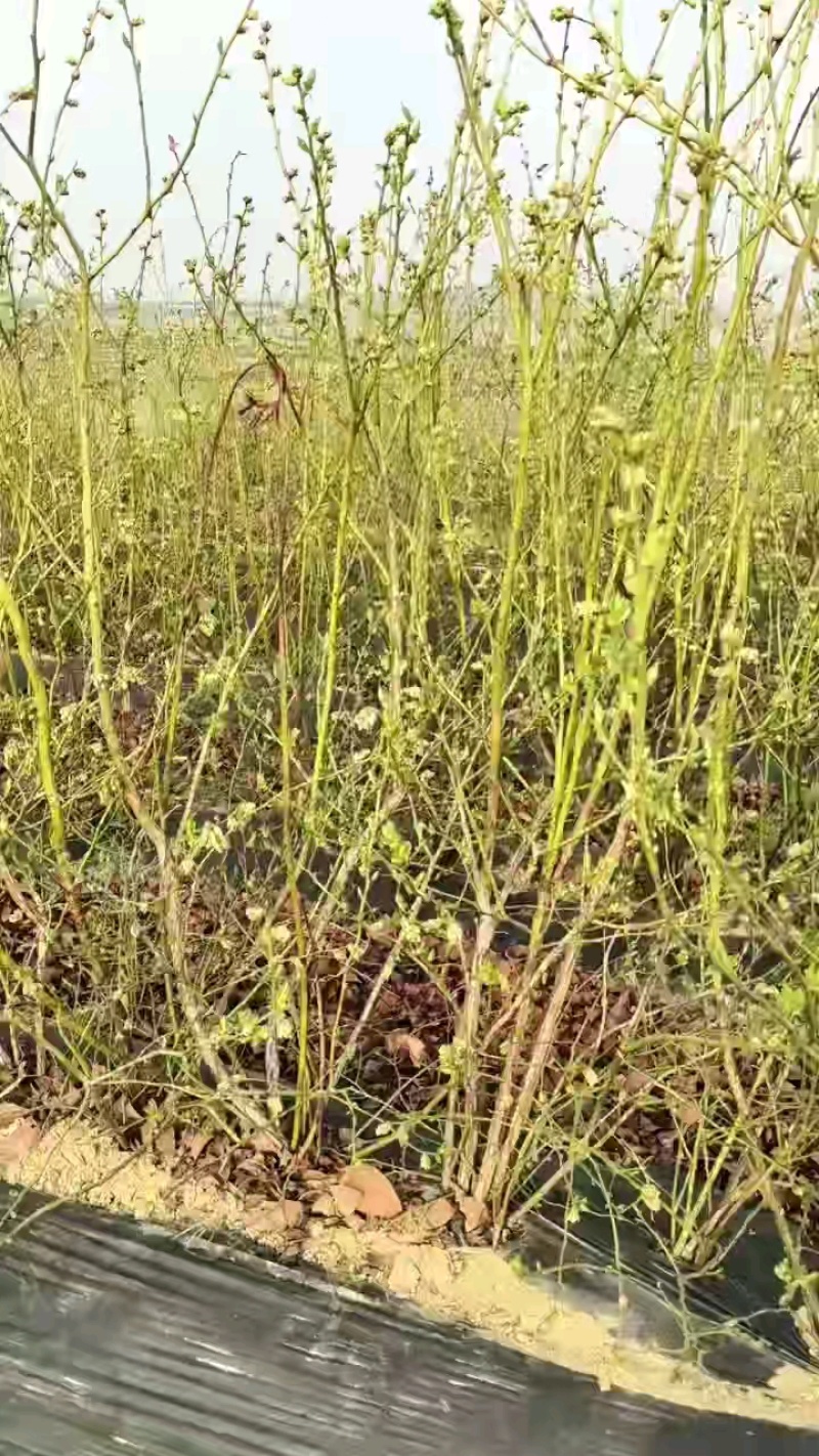 绿宝石花苞更多，F6蓝莓苗。