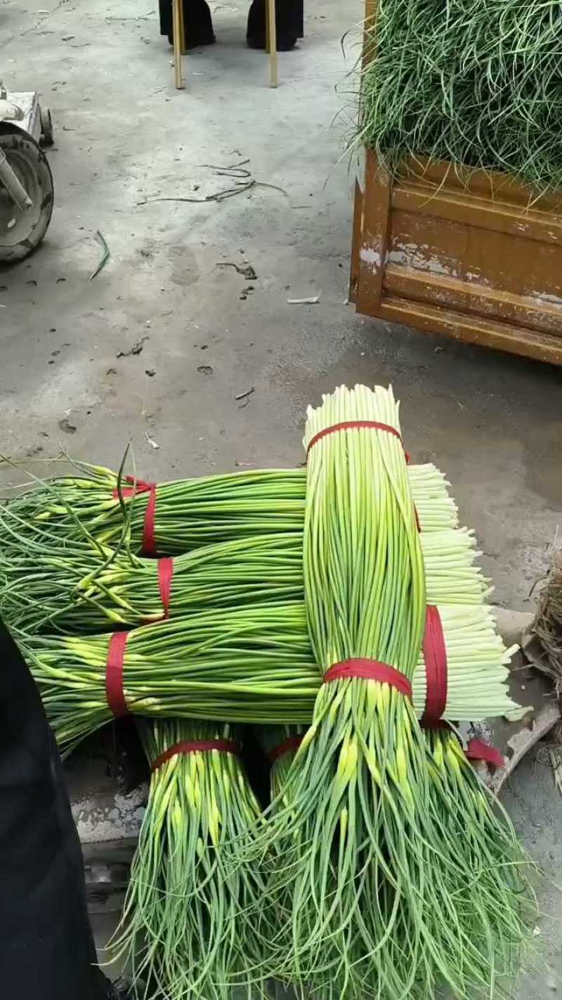 蒜薹品质**，价格暂未公布