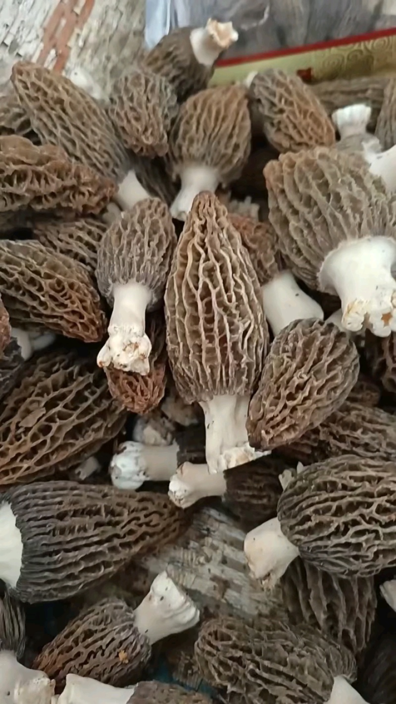 新鲜羊肚菌松茸菇现采现发，量大从优可送货
