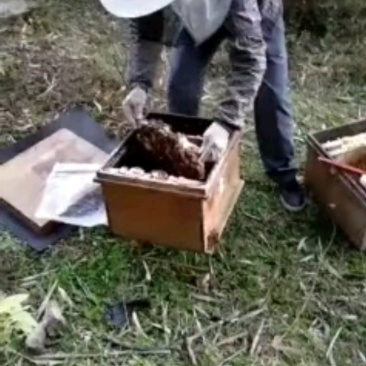 小苹果打包完毕，货量充足，快来下单！