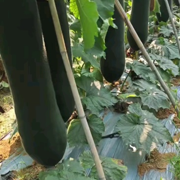 精品海南冬瓜，量大从优，欢迎各位朋友前来选购，诚信为本