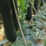 精品海南冬瓜，量大从优，欢迎各位朋友前来选购，诚信为本