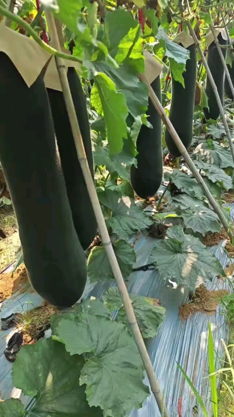 精品海南冬瓜，量大从优，欢迎各位朋友前来选购，诚信为本