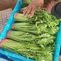 邯郸产地精品茼蒿大量供应对接电商市场商超可视频