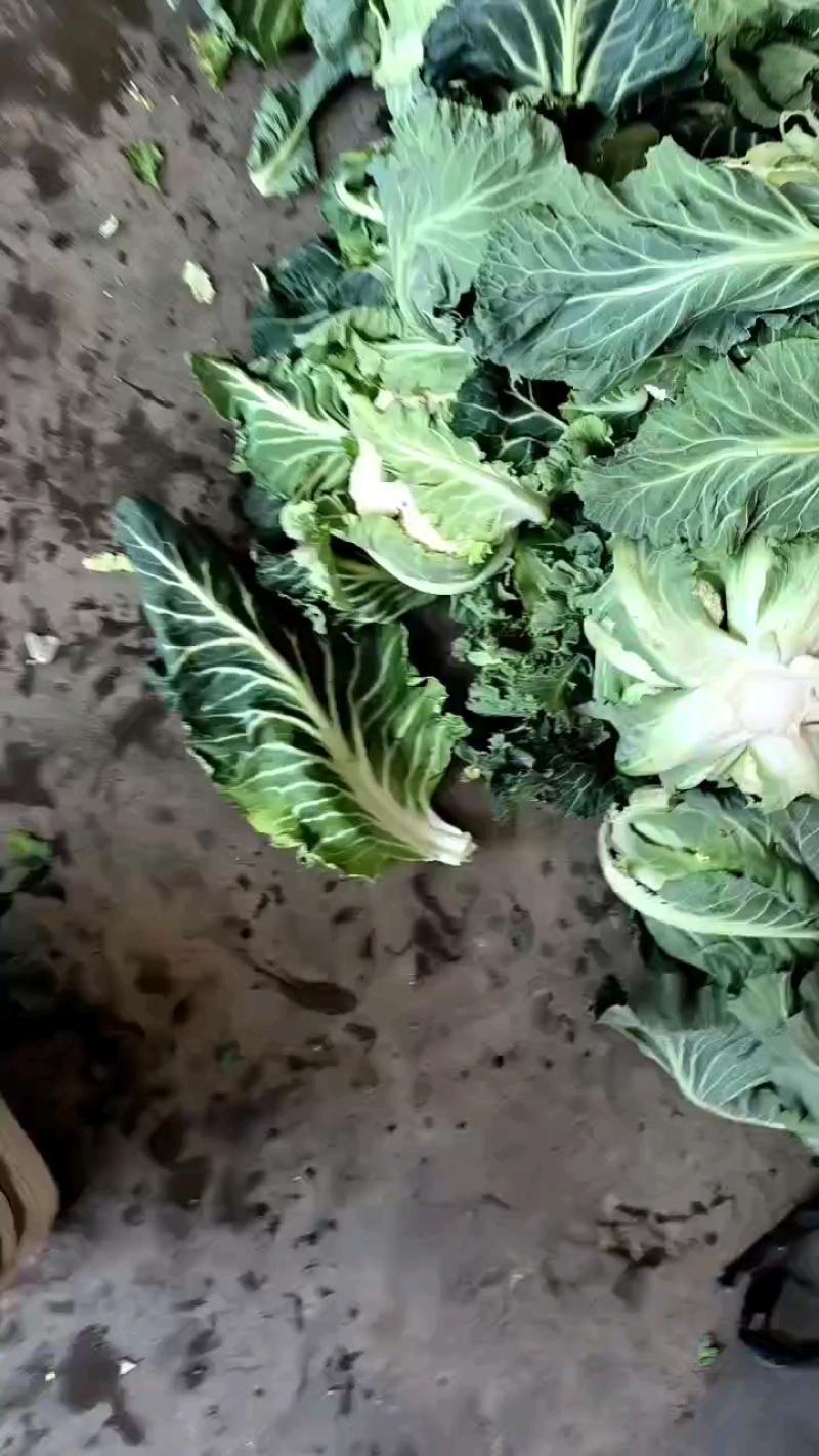 【实力推荐】陕西花菜，货源充足全国发货对接全国市场