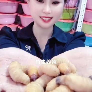 竹虫批发零售