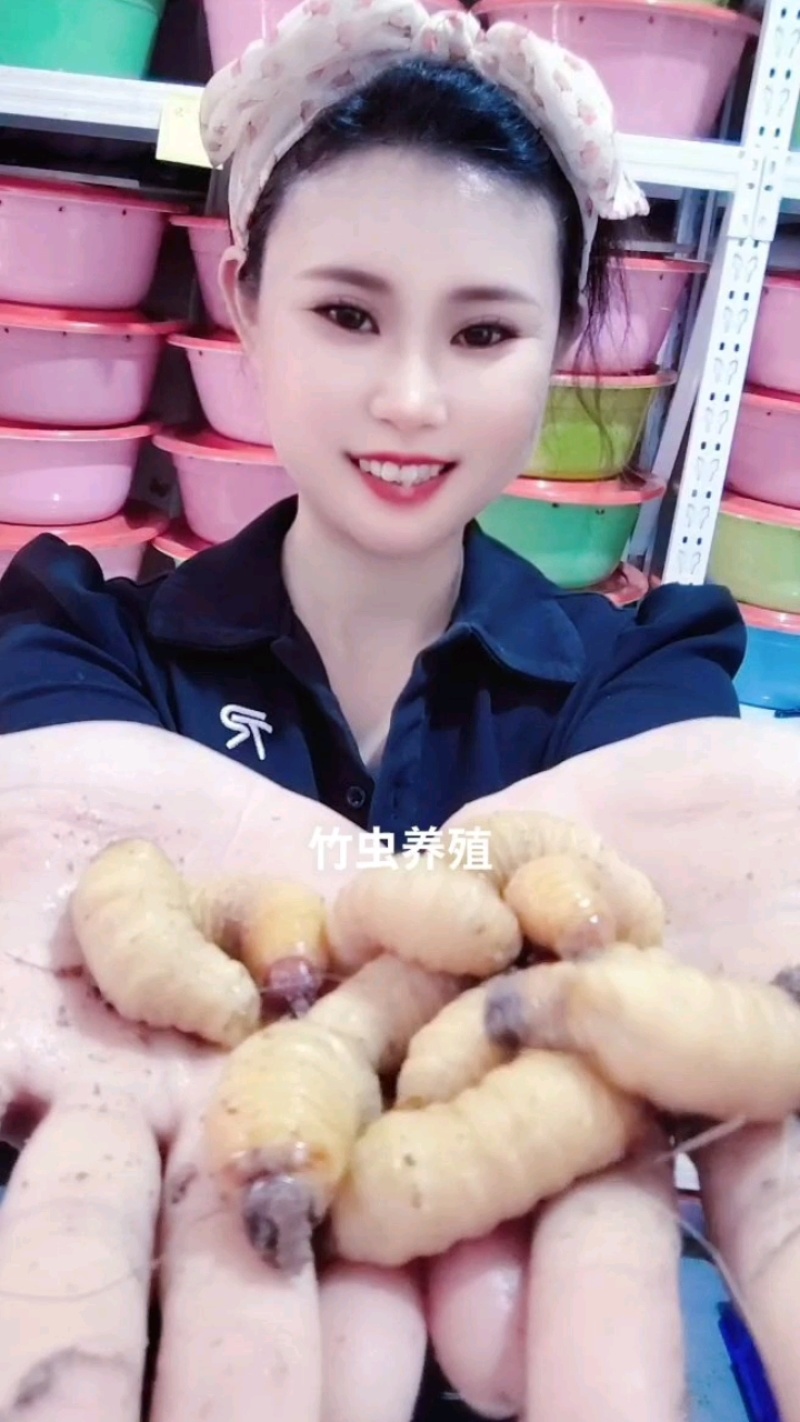 竹虫批发零售