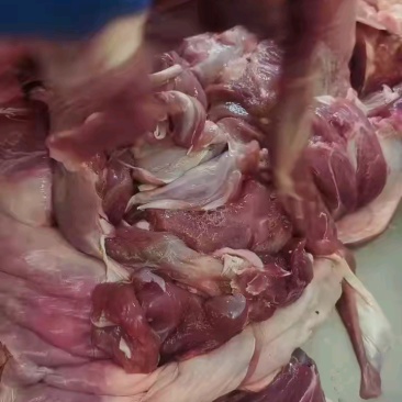羊肉纯干去骨羊排肉，精排，不带羊腩！可炖汤，红烧，烧烤