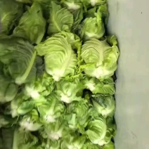 牛心包菜牛心菜，湖北牛心菜原产地供应保质保量