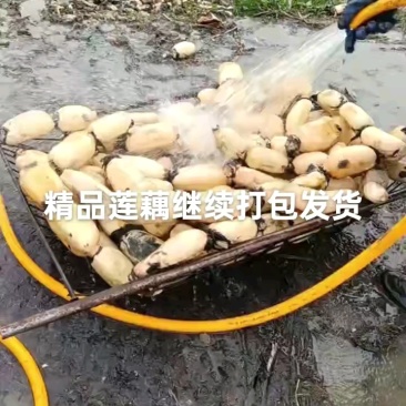 千亩莲藕，莲藕3735品质好，口感面，甜，质量三包一手货源