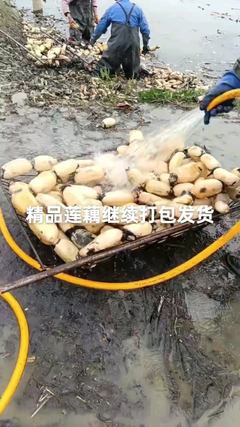 千亩莲藕，莲藕3735品质好，口感面，甜，质量三包一手货源