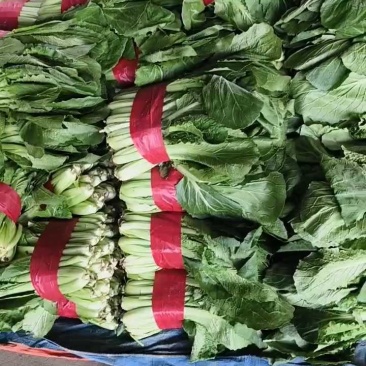 优质小白菜，叶子青，割根，无黄叶，量大，