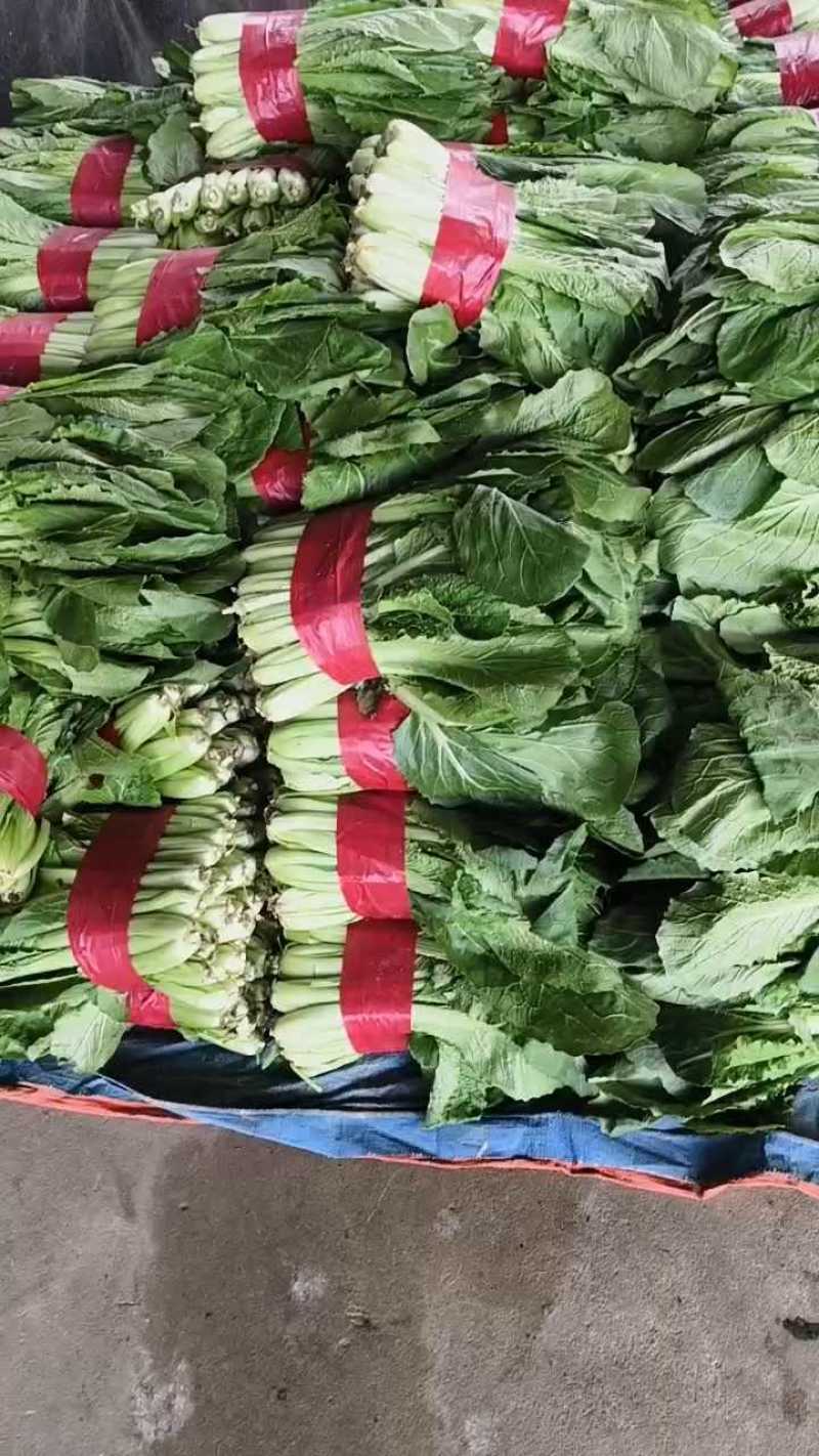 优质小白菜，叶子青，割根，无黄叶，量大，