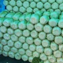 湖北钟祥精品黄心大白菜产地大量发货一手货源批发品质保证