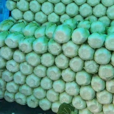 湖北钟祥精品黄心大白菜产地大量发货一手货源批发品质保证