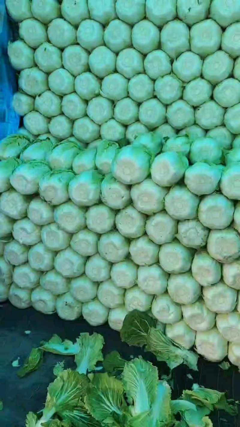 湖北钟祥精品黄心大白菜产地大量发货一手货源批发品质保证