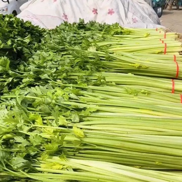 优质香芹，种植面积大，货源充足，高度55公分左右，质量好