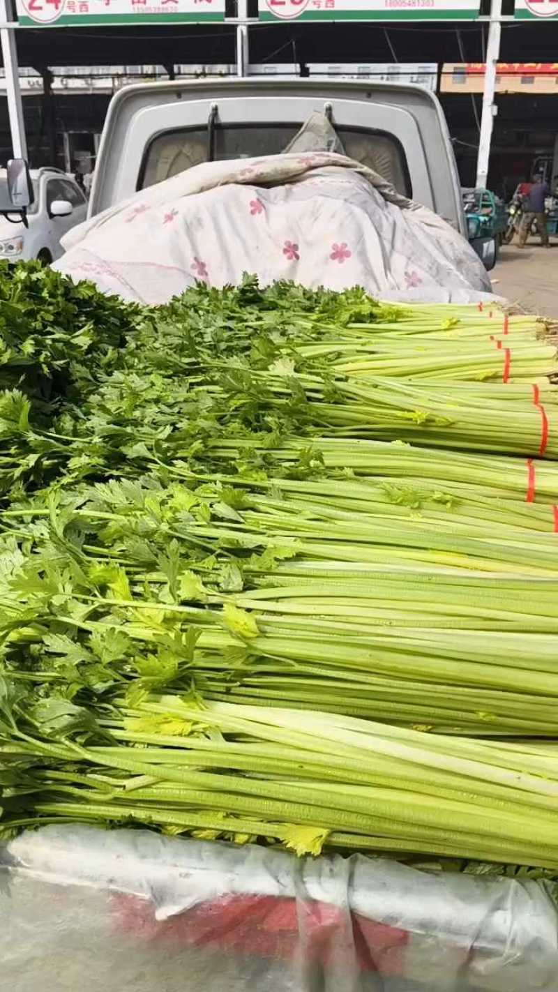 优质香芹，种植面积大，货源充足，高度55公分左右，质量好
