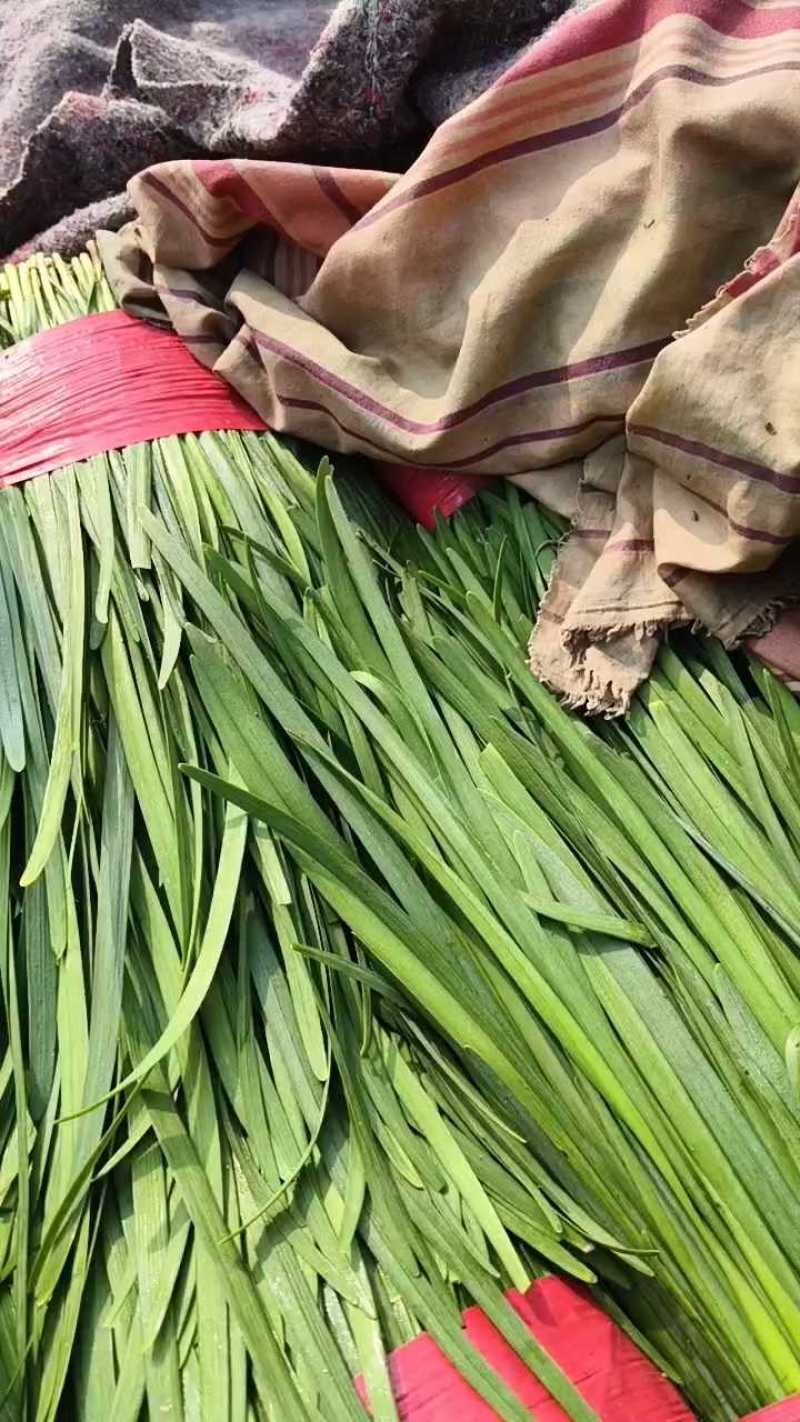 优质韭菜，七毛钱一斤，货量充足