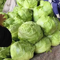 优质甘蓝菜，质量好，中甘甘蓝，基地直供，全国代发