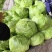 优质甘蓝菜,质量好,中甘甘蓝,基地直供,全国代发