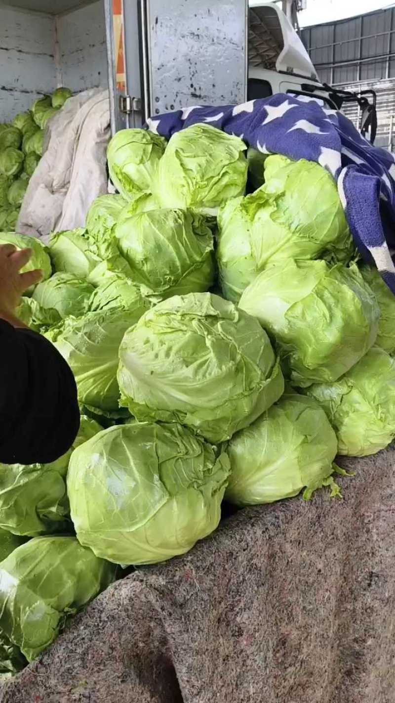 优质甘蓝菜，质量好，中甘甘蓝，基地直供，全国代发