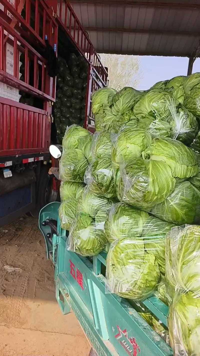 【精品甘蓝】中甘甘蓝现摘现发一手货源量大从优来电优惠