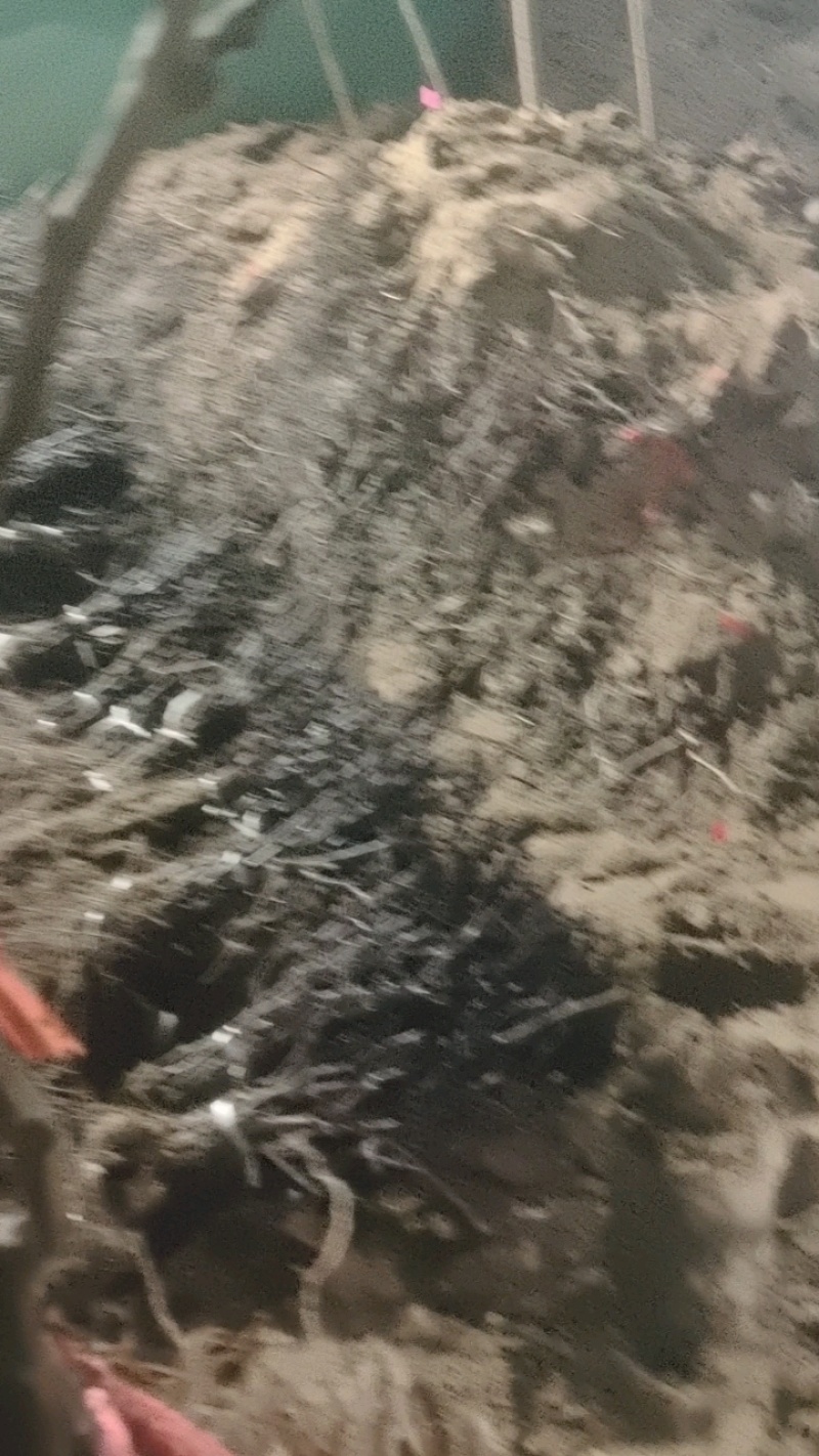沙藏白鸡心葡萄苗一级品质，成活率100%