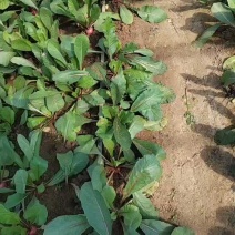 河北精品红水萝卜货源充足量大从优价格实惠