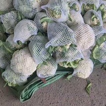 大量松花菜精品，欢迎老板采购！