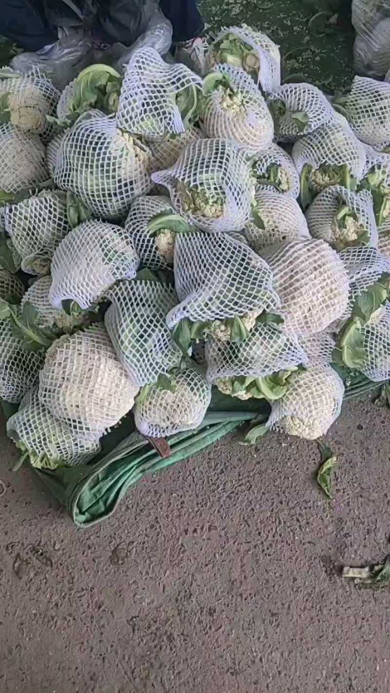 大量松花菜精品，欢迎老板采购！