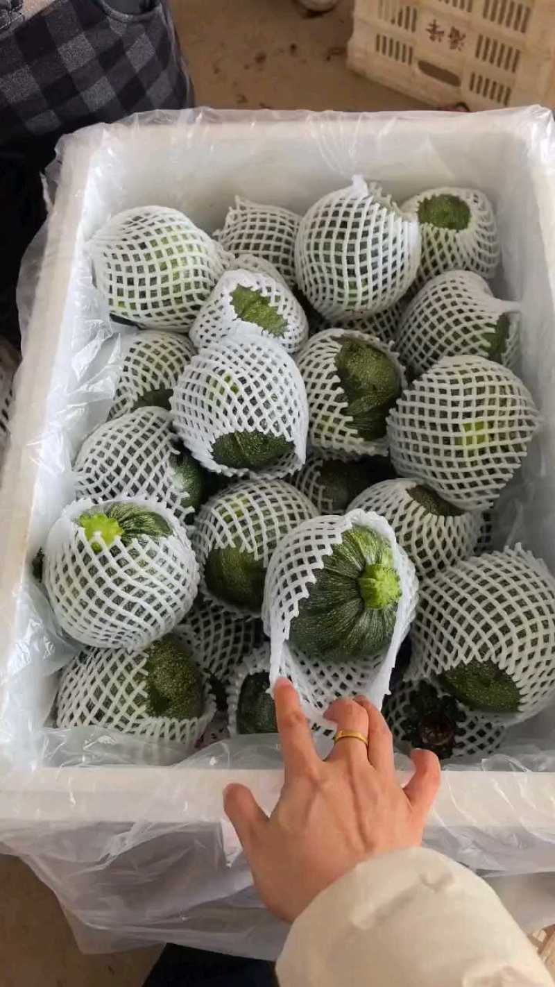 小南瓜，嫩南瓜，一手货源，量大从优，欢迎来订购