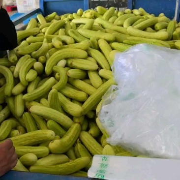白黄瓜，大量供应，基地直供，品牌保证，量大从优