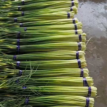 邳州精品白帽蒜苔适合每个大市场