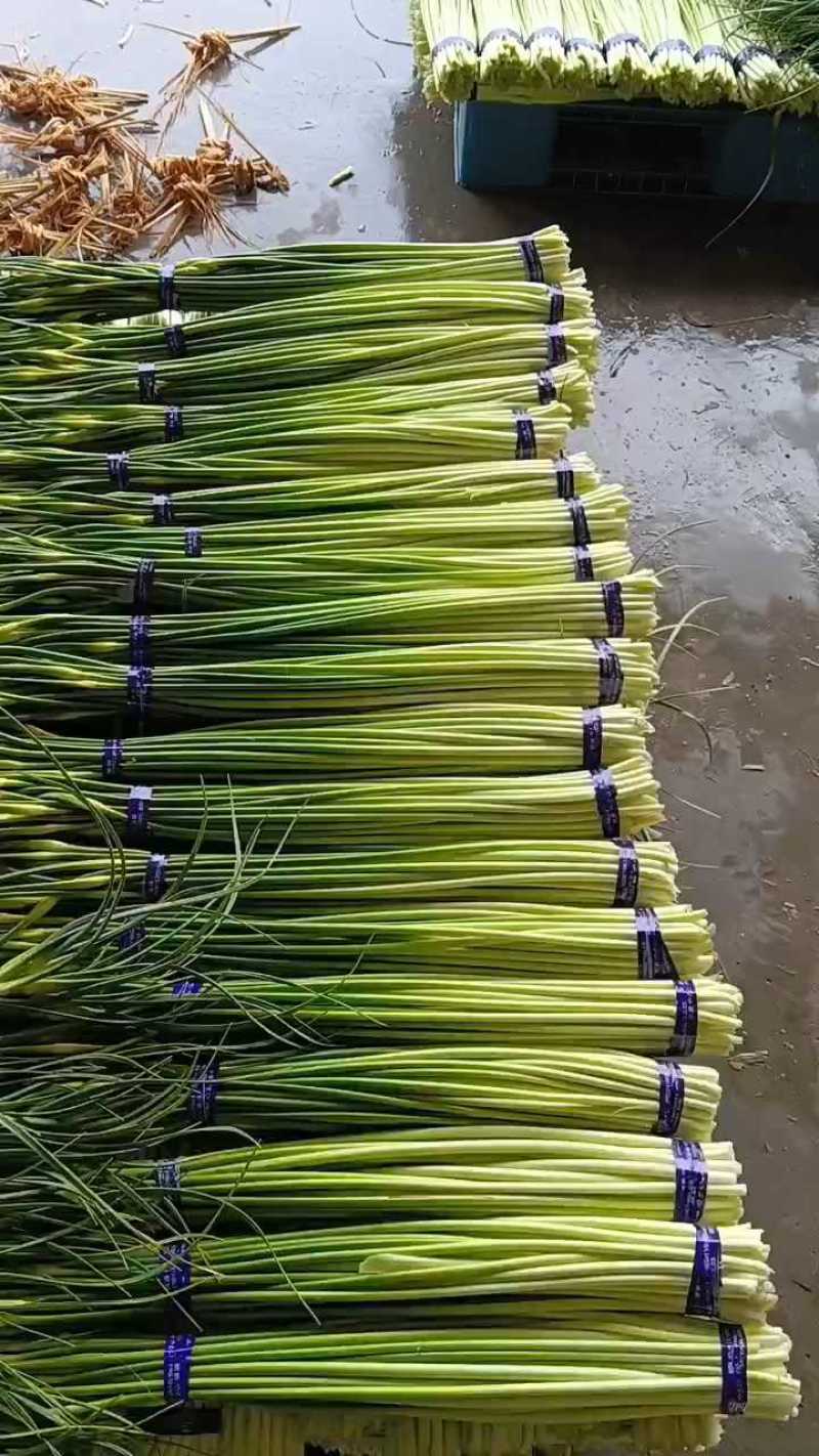 邳州精品白帽蒜苔适合每个大市场