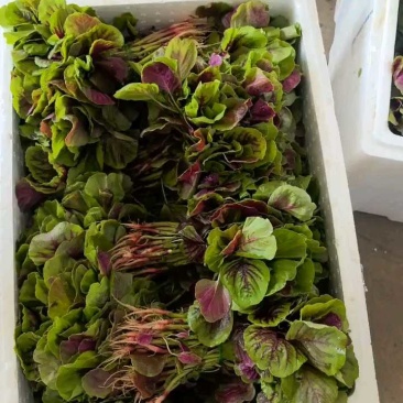 红苋菜，大量供应，需要的老板联系，量大从优，