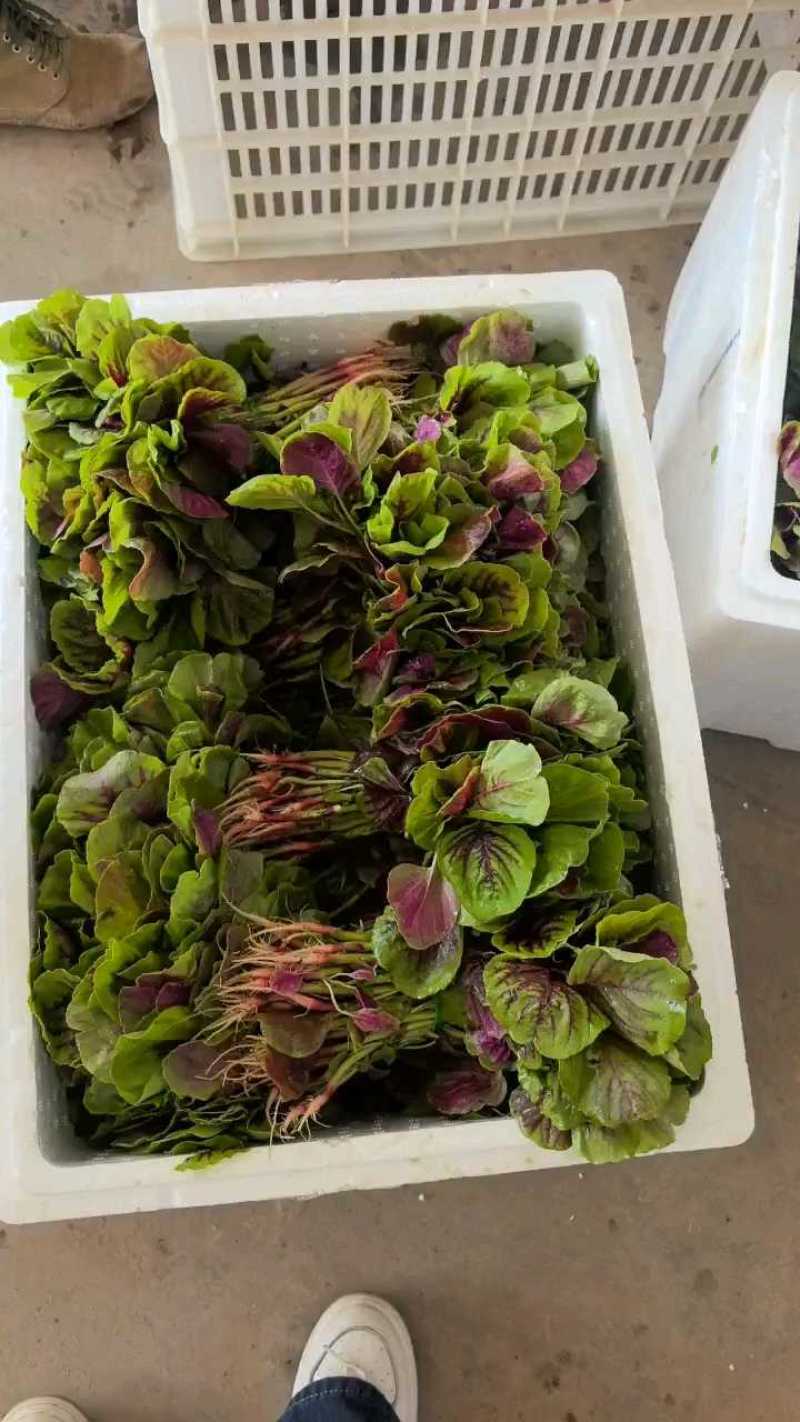 红苋菜，大量供应，需要的老板联系，量大从优，